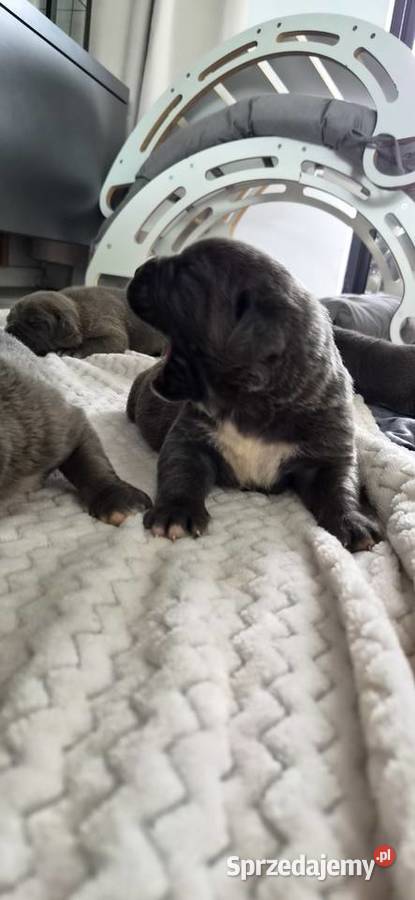 Cane corso Cane Corso Bychawa