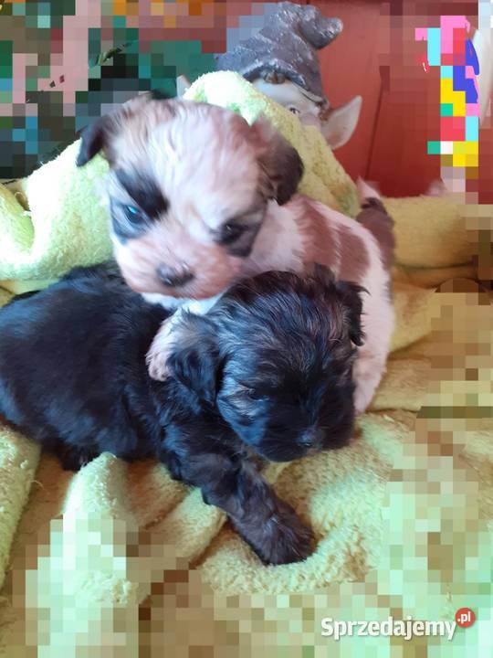 Malshi maltanczyk shih tzu Rydułtowy