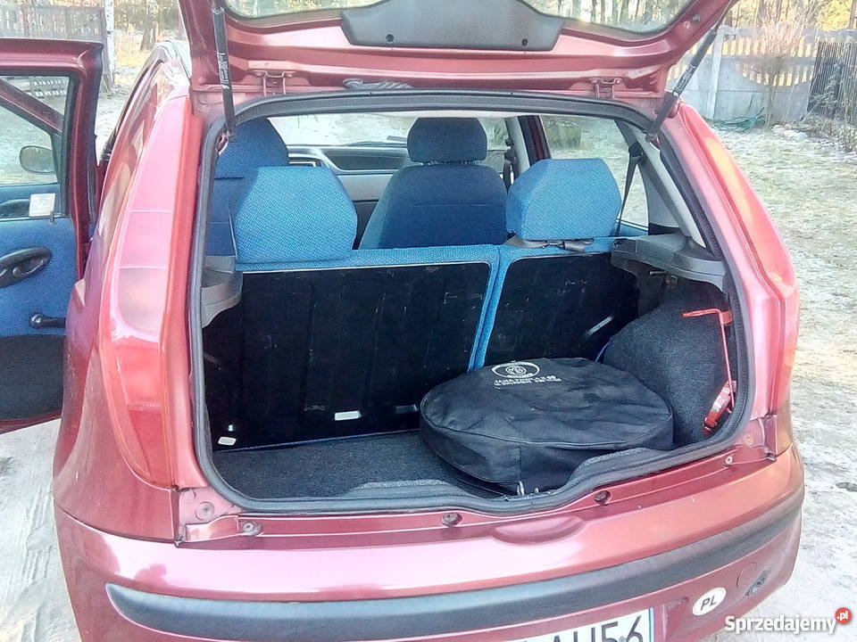 Punciak czerwony Maciejowice