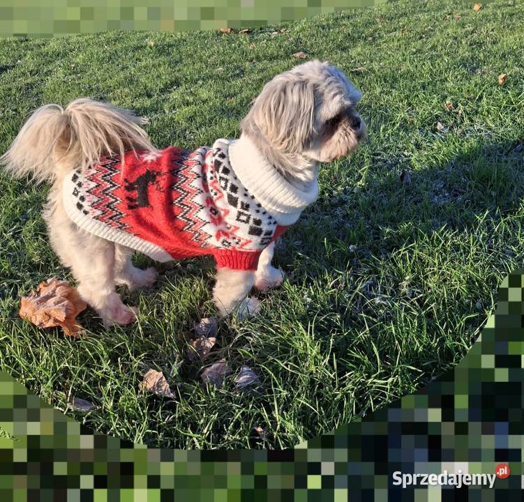 Lhasa apso kuzyn shih tzu Rydułtowy