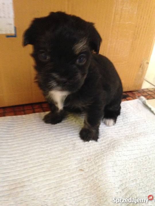 Sprzedam 3 szczeniaki mieszanka york i shihtzu