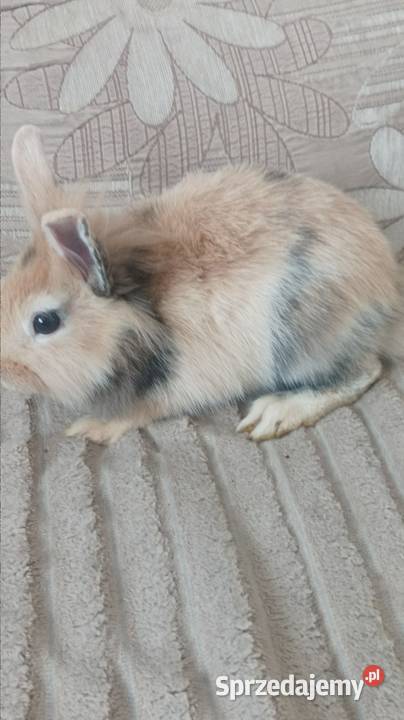 Królik Samica odmiana miniaturka 5 miesięcy Iłża