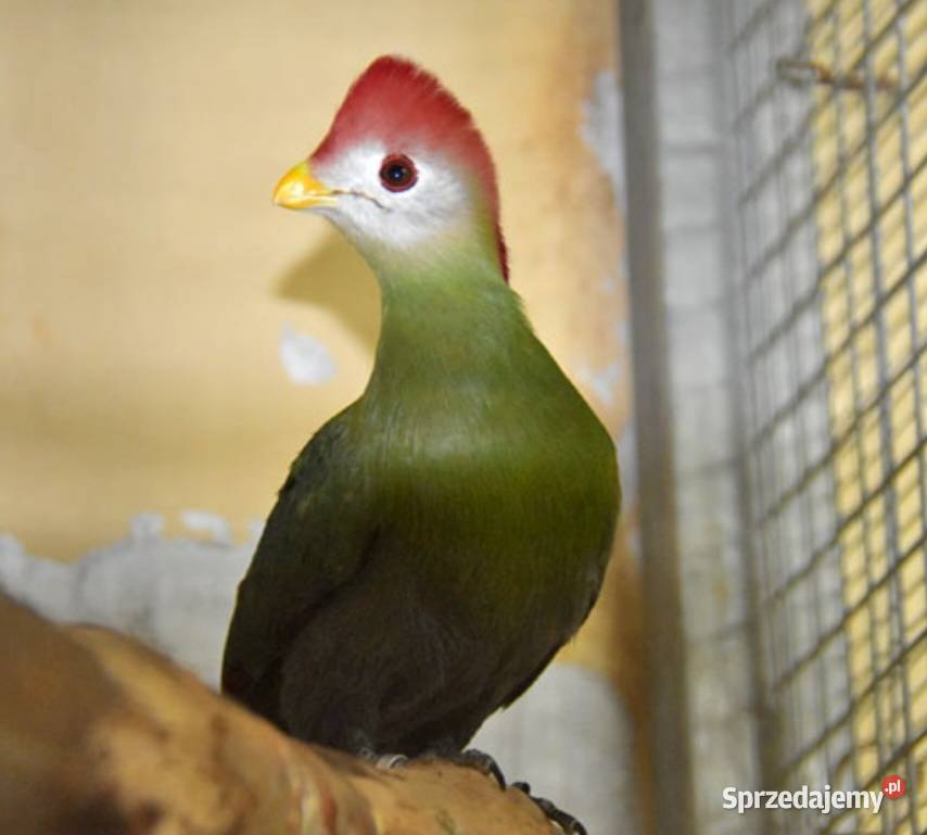 Turaco Angolskie para Tauraco erythrolophus wielkopolskie Oborniki sprzedam