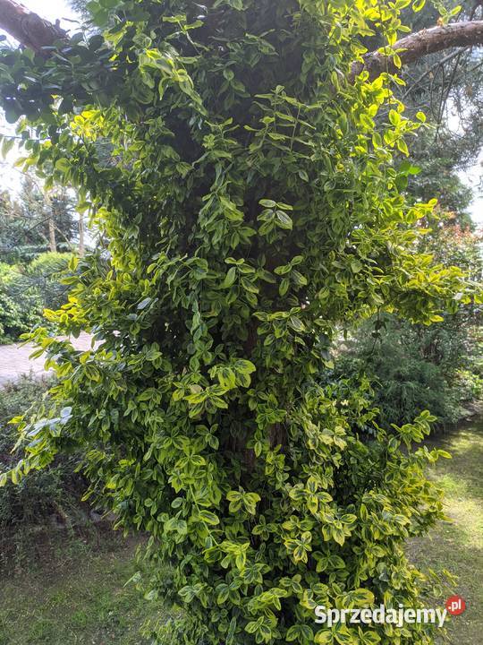 Trzmielina Emerald Gold pnąca