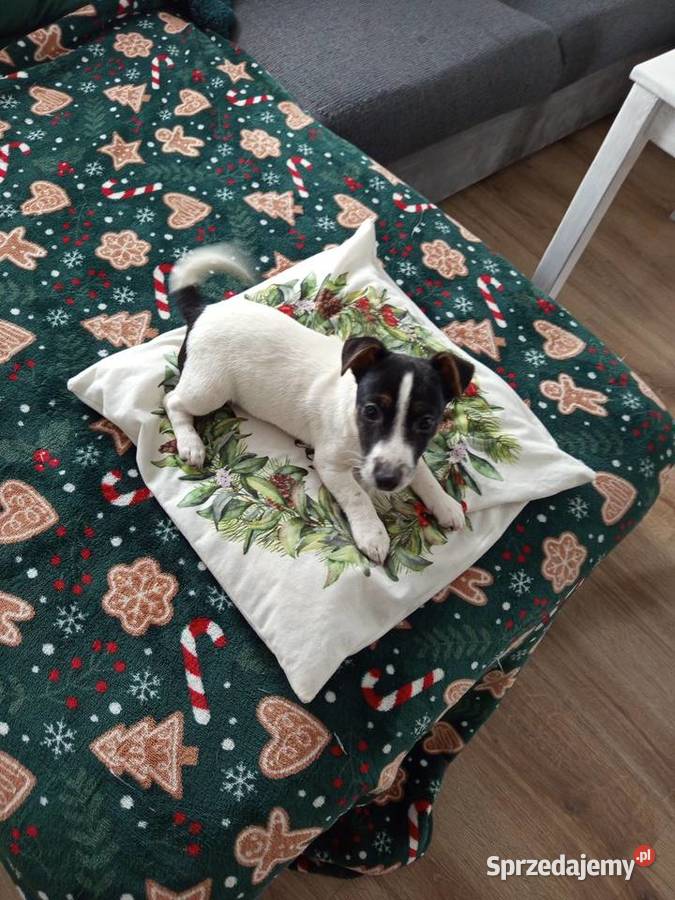 Jack Russell Terrier Kamieńskie Młyny
