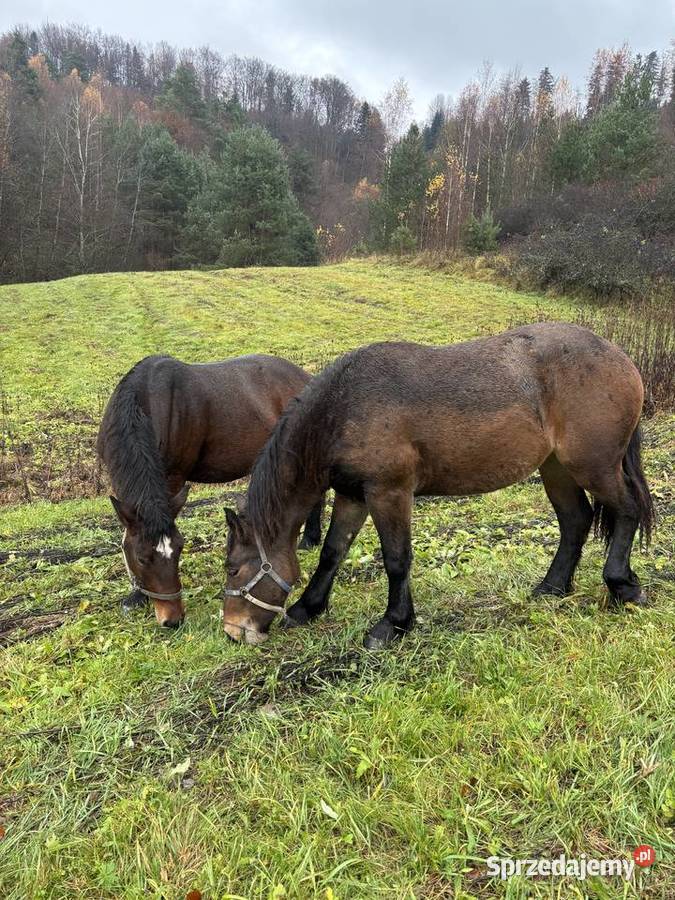 Likwidacja stada klacze PKZ Olchowa