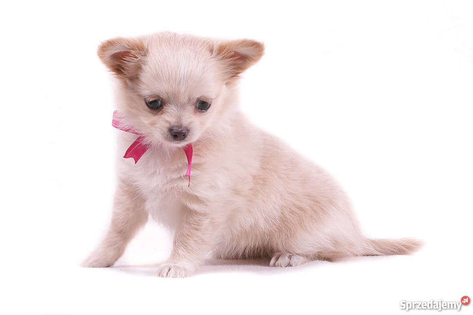 Chihuahua Długowłosa Kremowa mazowieckie Grodzisk Mazowiecki