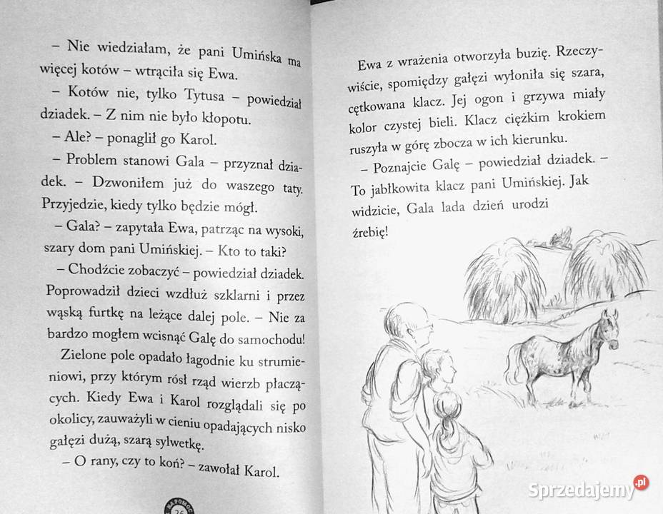 Merlin Bezdomny źrebak Tina Nolan Chełm