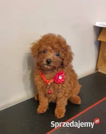 Pudel Toypudelek red śliczna suczka Częstochowa