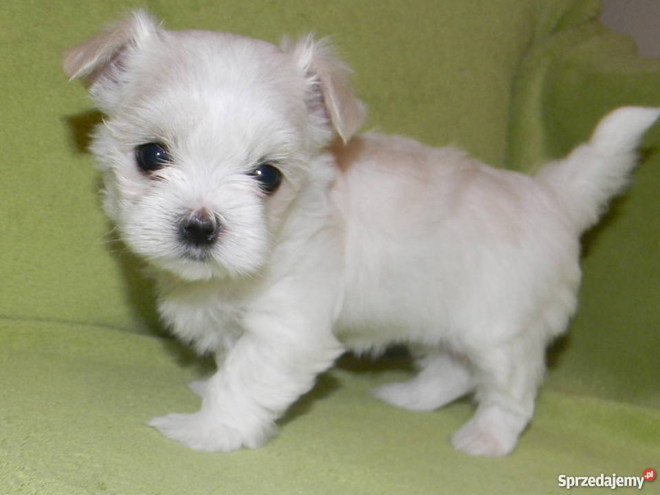 Maltańczyk Szczeniaki Rodowód ZHPR podkarpackie Rzeszów