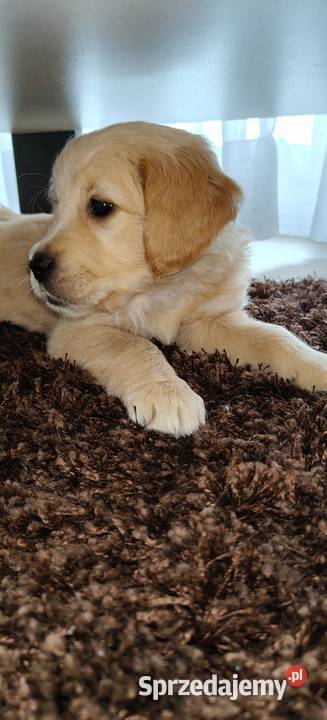 Szczeniaczki Golden Retriever Kuchary
