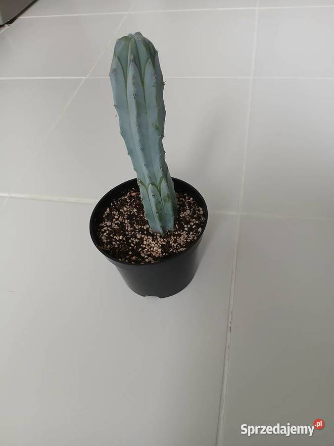 Myrtillocactus geometrizans niebieski kaktus Kaktusy i sukulenty