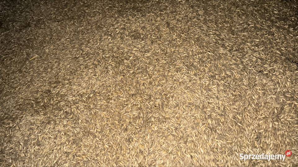 Sprzedam owies 2025 pasza opał Praszka