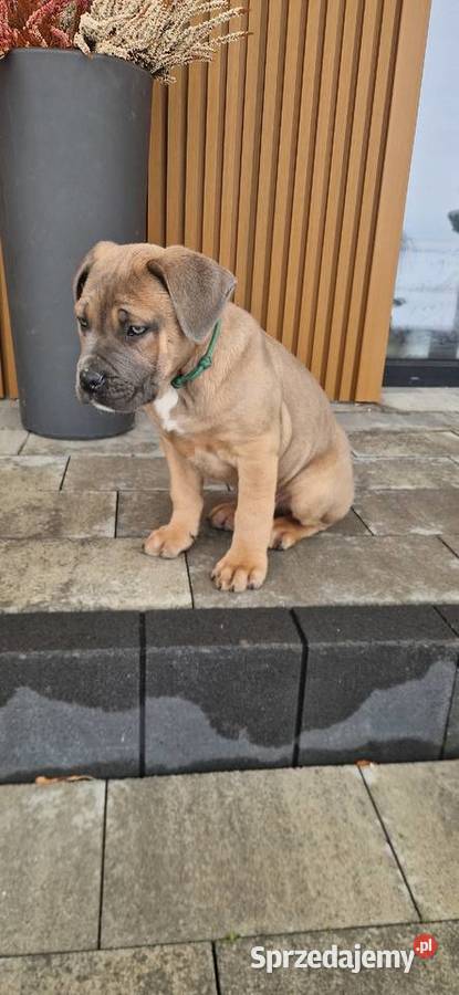 Cane Corso rodowodowe