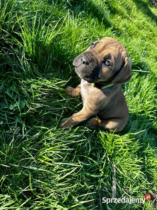 Cane Corso szczeniaki Ośno Lubuskie sprzedam