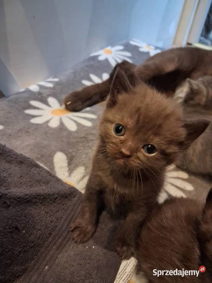 Kotki brytyjskie krótko wlose