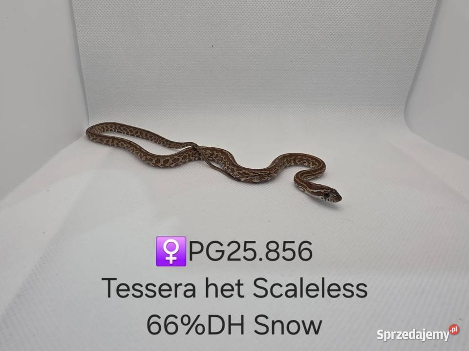 Wąż zbożowy samce i samice śląskie Zawiercie