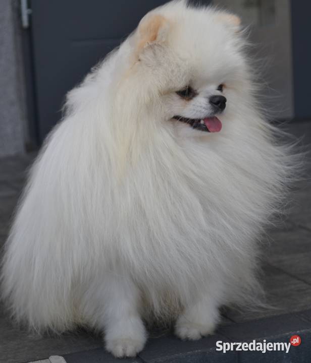 SZPIC MINIATUROWY POMERANIAN PIĘKNE KREMOWE Drogusza