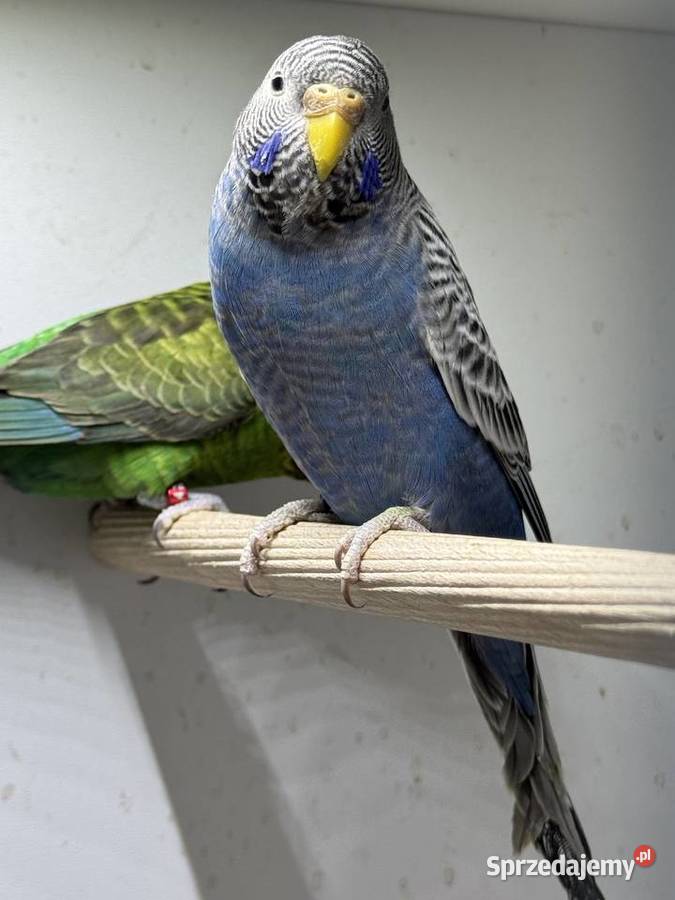 Papużki Faliste Blackface 2025 Ptaki Brzeszcze