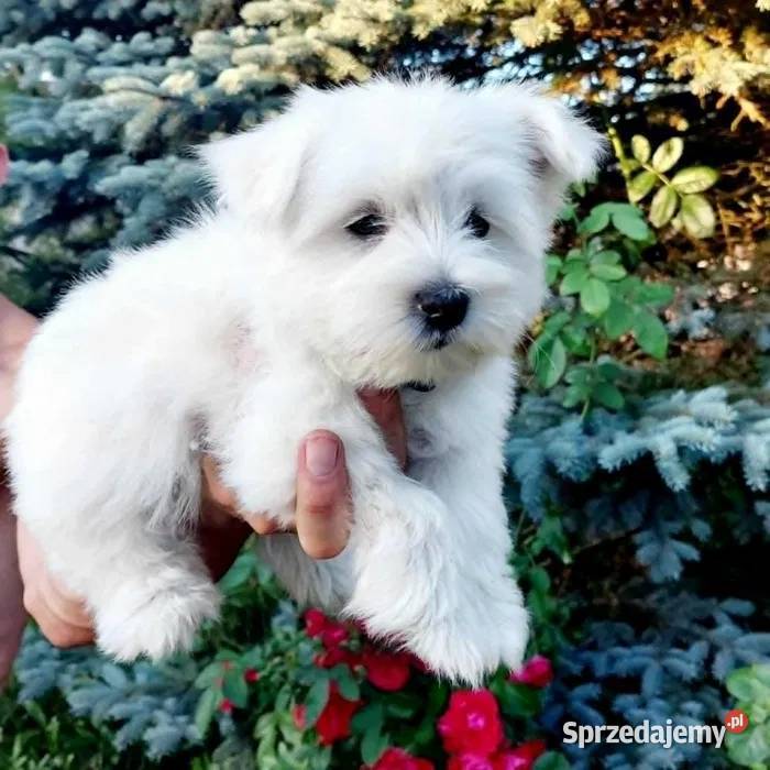 West highland white terrier szczeniak West Highland White Terrier świętokrzyskie Brudzów sprzedam