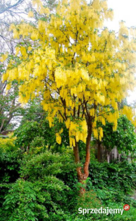 ZŁOTOKAP POSPOLITY Laburnum anagyroides NASIONA kujawsko-pomorskie Lubanie