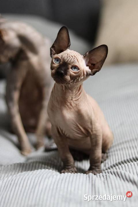 Sfinks kanadyjski Piekary Śląskie