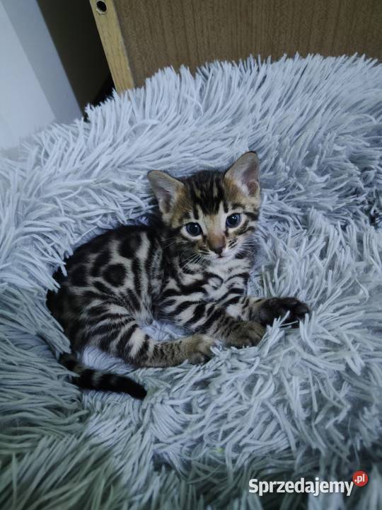 koty bengalskie kot bengalski Benjamin miot B Bengalski Iskrzynia sprzedam
