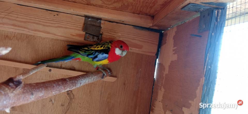 Papugi rozella pary