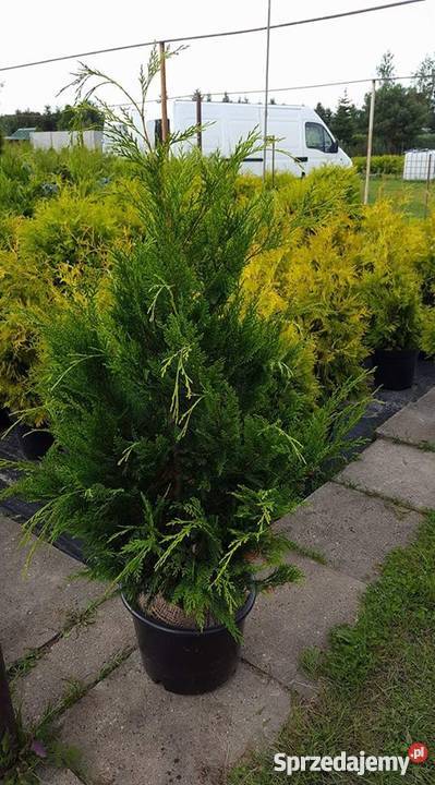 Cyprysik Lawsona złoty 100120 PRODUCENT Rydzyny