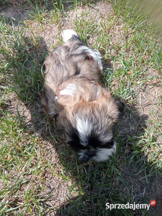 Shih tzu piesek suczka wielkopolskie