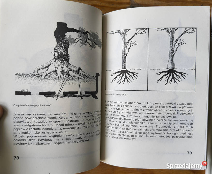 Bonsai rośliny w domu Płochocki Sosnowiec