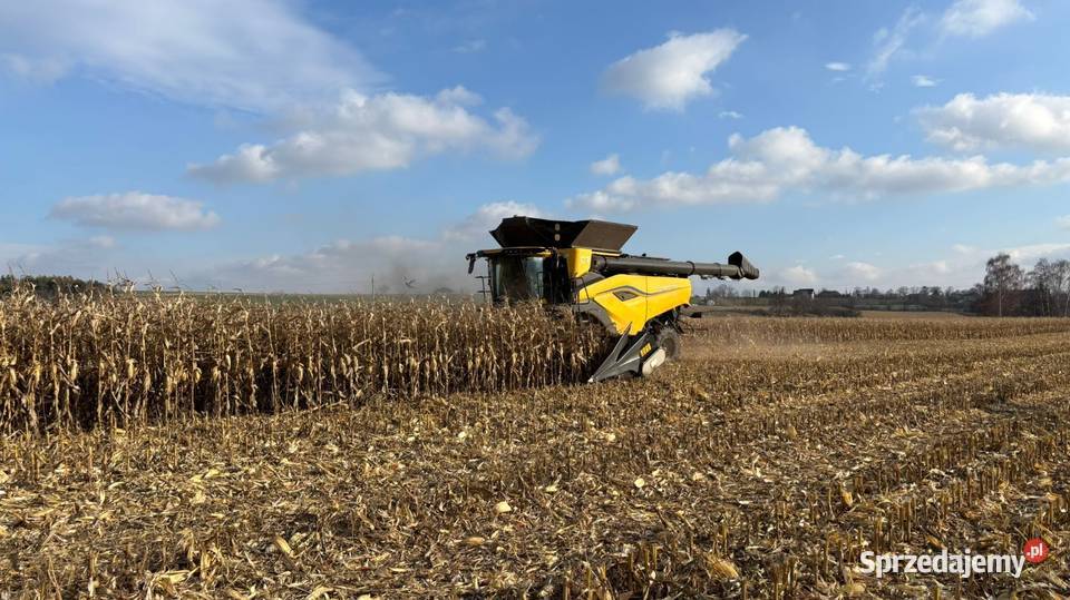 Koszenie kukurydzy opolskie cr11 Niemodlin