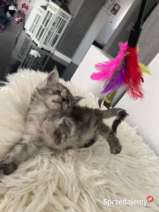 Asa koteczka Maine Coon