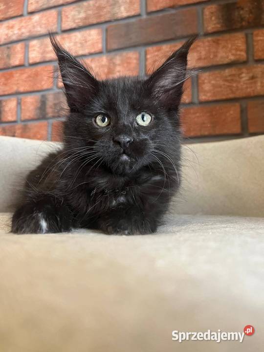 Kotka Maine Coon Lukrecja