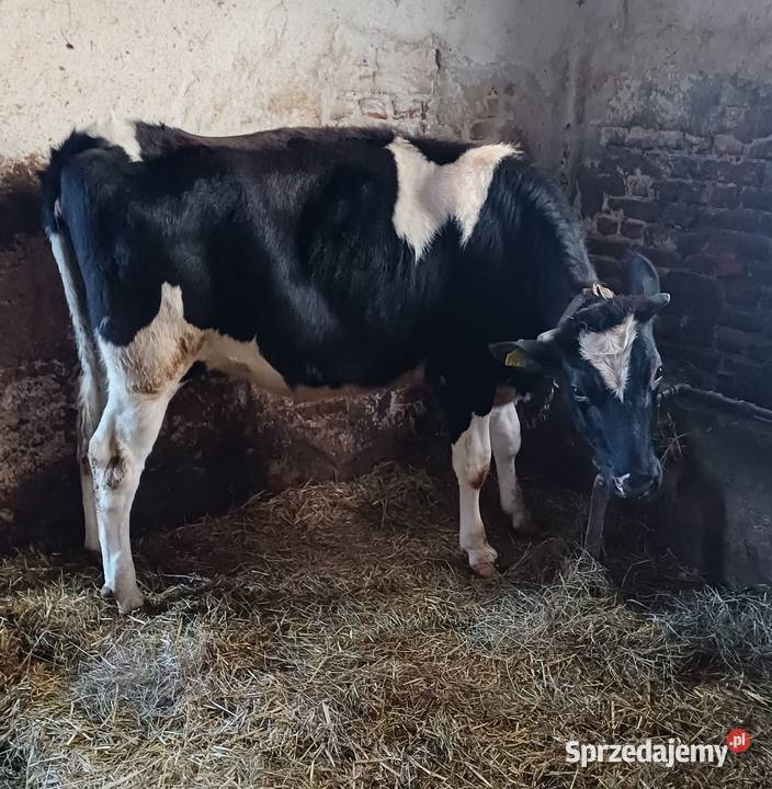 Sprzedam Jałówke pod zacielenie Bydło