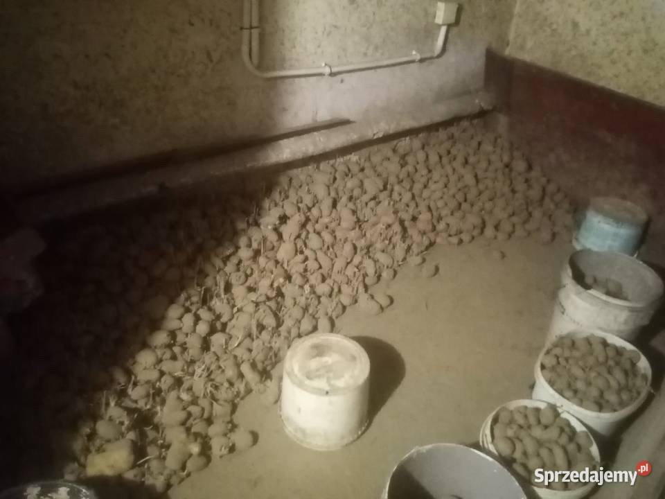 Ziemniaki paszowe duże sprzedam Racławówka