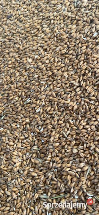 Sprzedam pszenżyto Wola Korycka Dolna