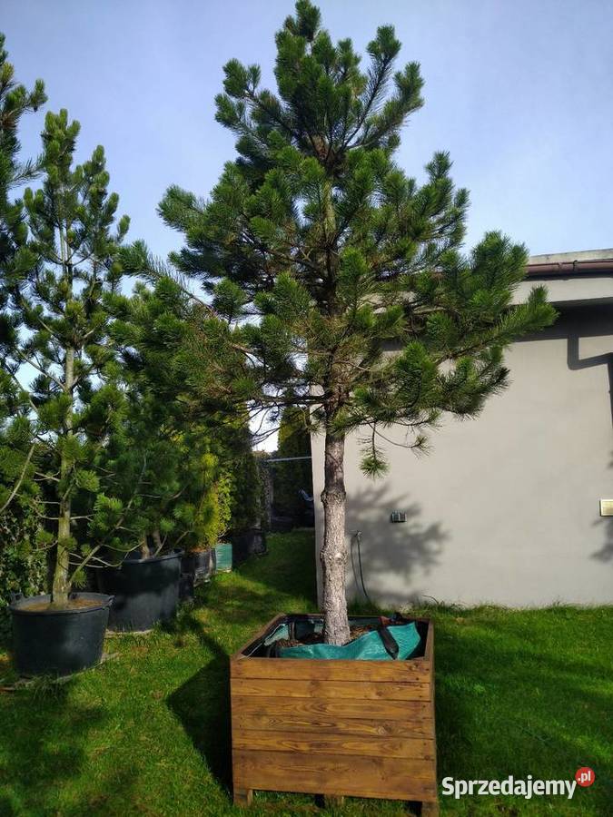 Sosna bośniacka 35 4m w donicy 160l