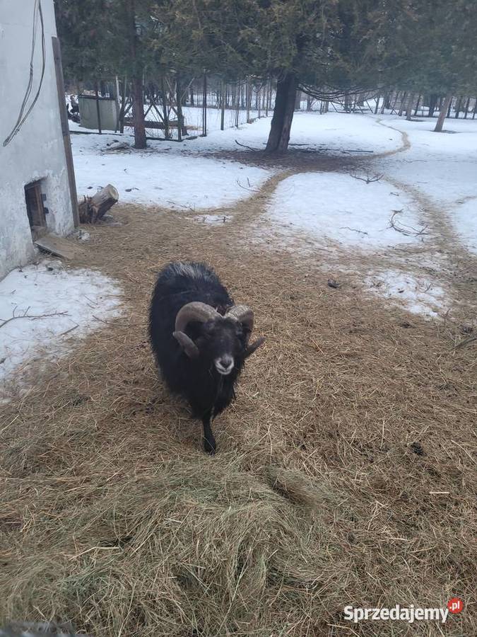 Baran Quessant sprzedaż Owce Opole Lubelskie
