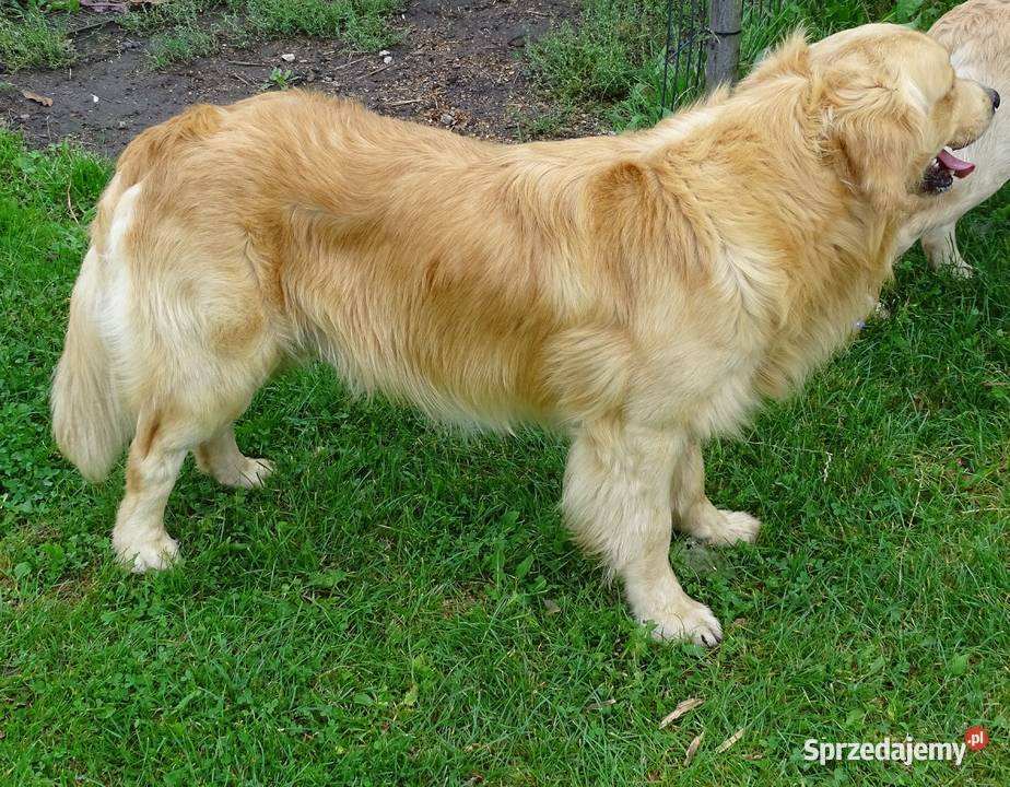 Piękny golden retriever Przysucha