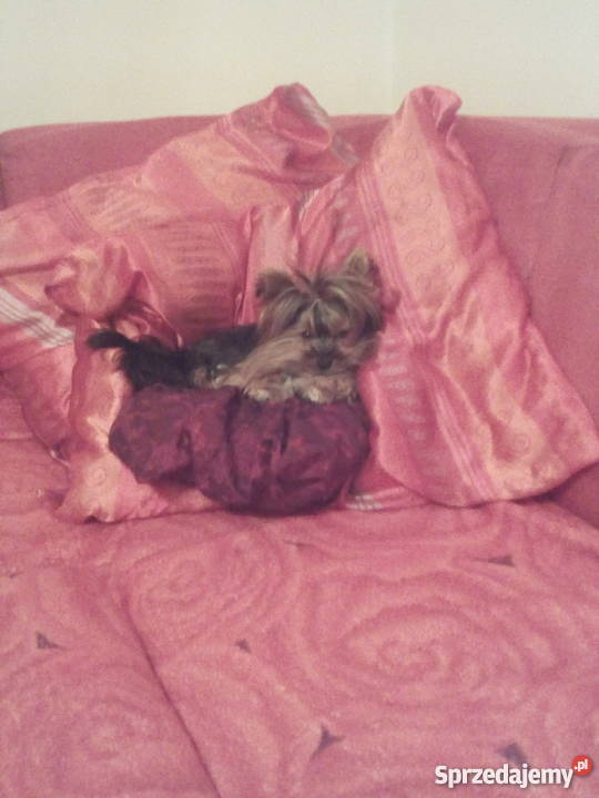 York reproduktor krycie wielkopolskie Ostrów Wielkopolski