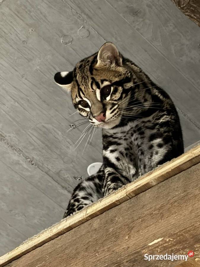 Leopardus Pardalis ocelot wielki śląskie Bielsko-Biała
