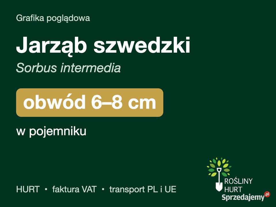 Jarząb szwedzki Sorbus intermedia obwód 68 w wielkopolskie