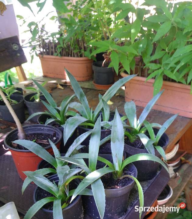 Wiciokrzew żółty x2 sztuki świetny Przemyśl