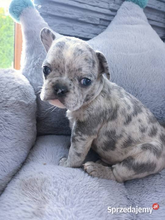 Buldogi francuskie blue niebieskiemerle blue Szczecinek sprzedam