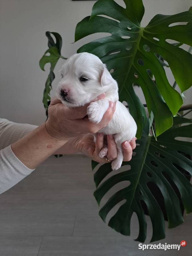 Śliczny Maltańczyk Poręba