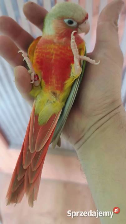 Rudosterki ręcznie karmione Ptaki Tychy