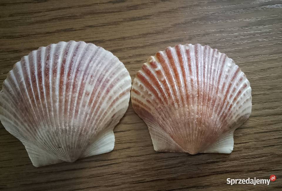 Muszle morskie śwJakuba Nakło nad Notecią