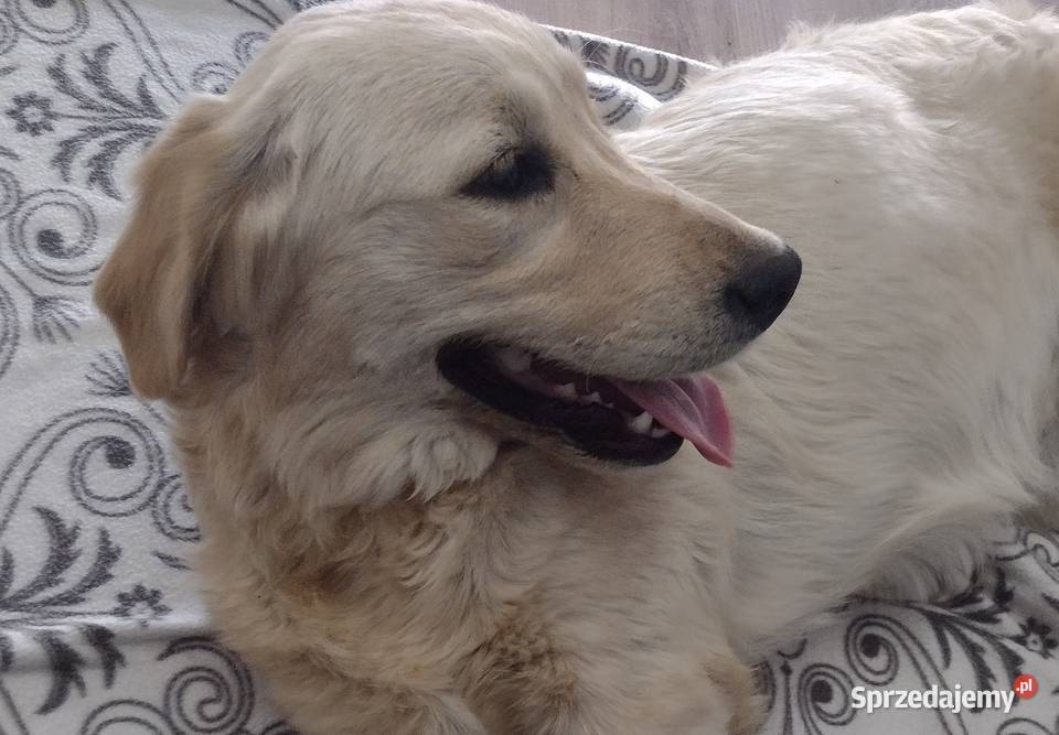 golden retriever suczka ZKwP opolskie Praszka sprzedam