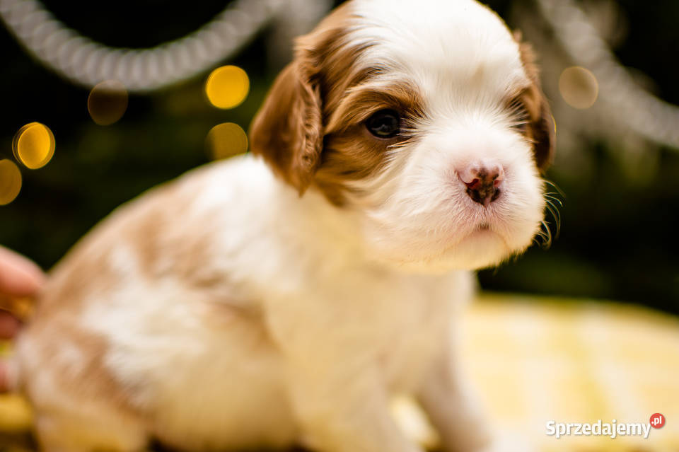 szczeniaki z rodowodem rasy Cavalier King Kiełpino sprzedam